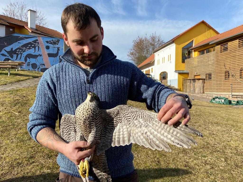 Jiří Tůma ukazuje křídla samice sokola stěhovavého - 24. 2. 2022
