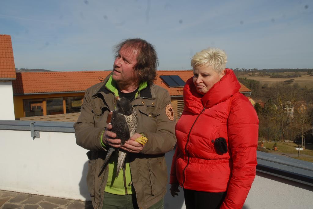 Starostka ČOS Hana Moučková a ředitel o. p. s. Ochrana fauny Pavel Křížek tesně před vypuštěním samičky sokola stěhovavého 