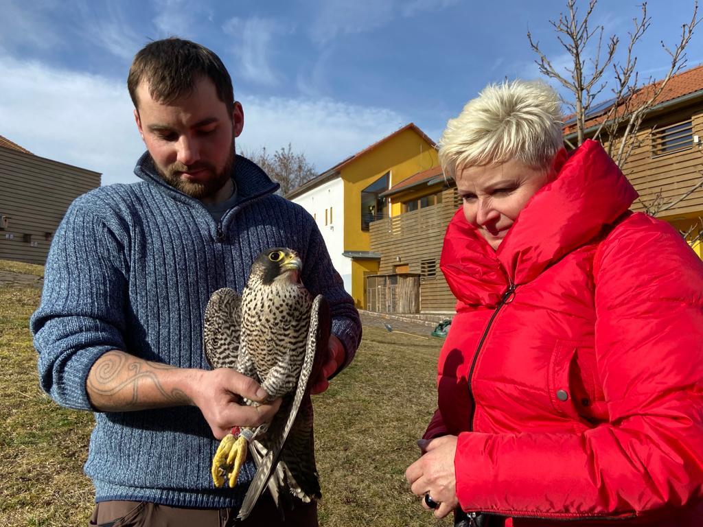 Sestra starostka a samice sokola stěhovavého, kterou drží chovatel Jiří Tůma - Hrachov - 24. 2. 2022