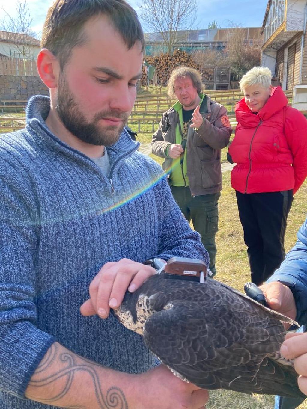 Pavel Křížek (vzadu vlevo) a Hana Moučková přihlížejí instalaci vysílačky, samici sokola stěhovavého drží chovatel Jiří Tůma