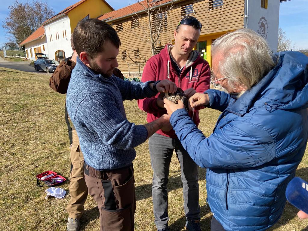 Zleva: chovatel Jiří Tůma, Dušan Rak a Luboš Pešek (zcela vpravo) instalují na samičku sokola vysílačku